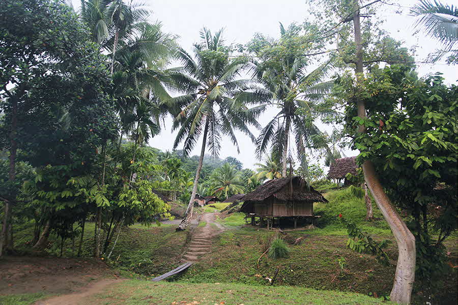야만과 문명의 정글 파푸아, 죽음과 생명의 삶 와메나